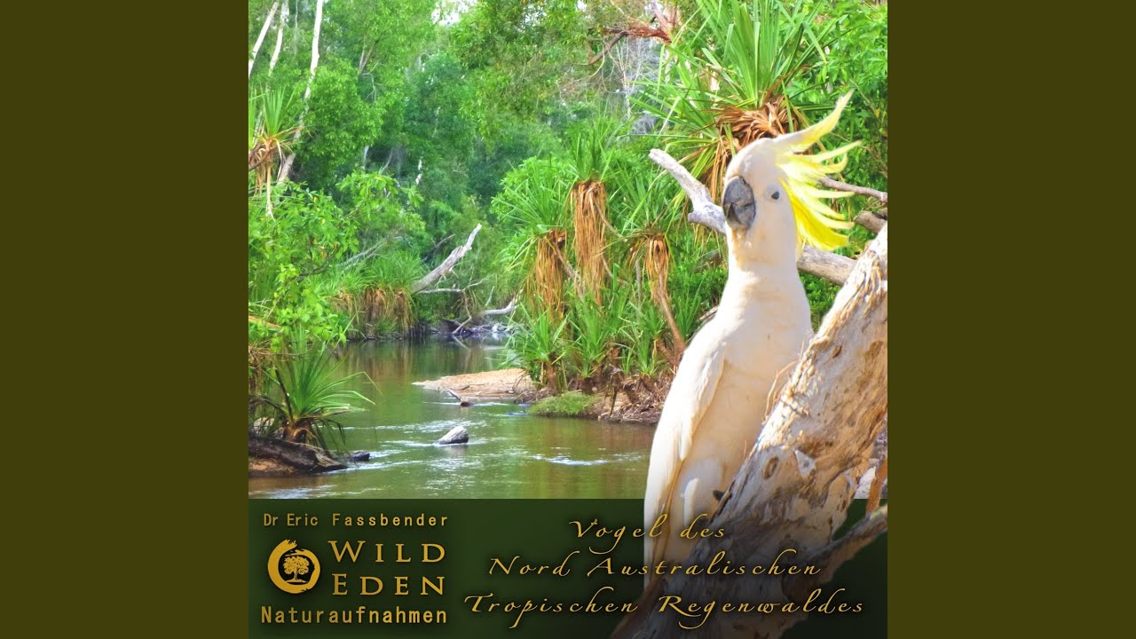 V&ouml;gel Und Grillen Im Regenwald