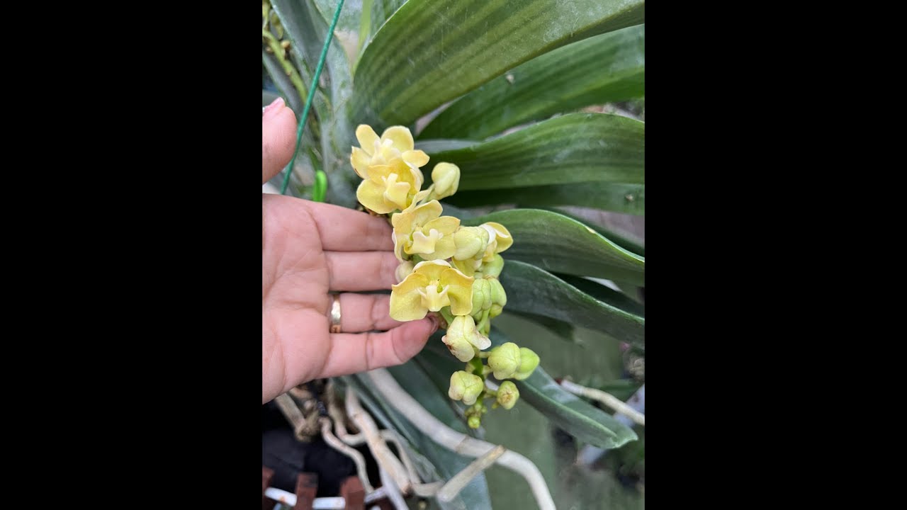 Hoa Lan 24h | đai châu, nhạn các loại //0705292.666