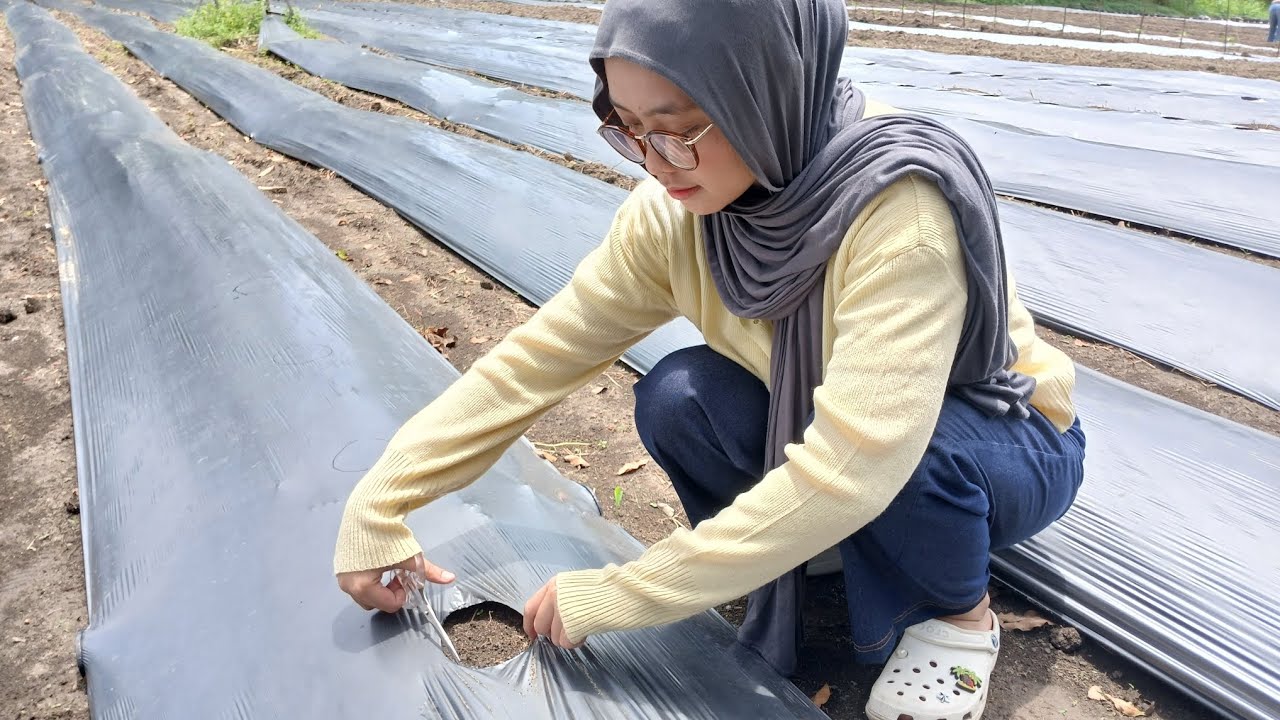 PRAKTIK LAPANGAN MINGGU KE 2 - TARISA ISLAMI PUTRI (05011382328151) - KACANG TUNGGAK