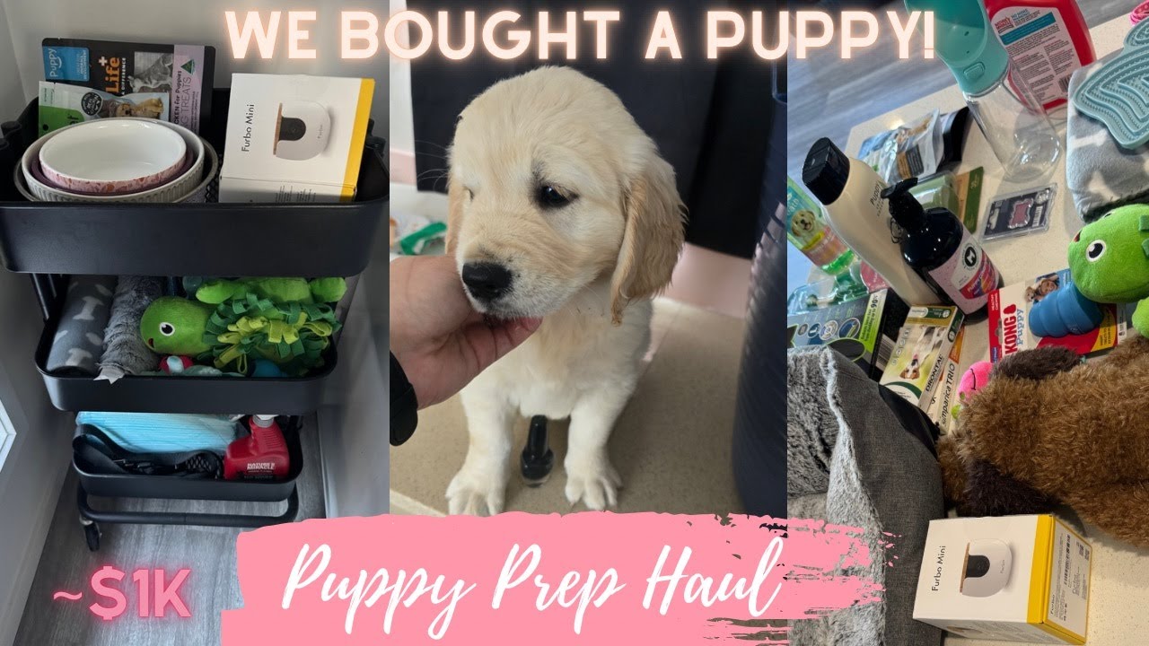 WE BOUGHT A PUPPY!!! / $1K Puppy Prep Haul Golden Retriever