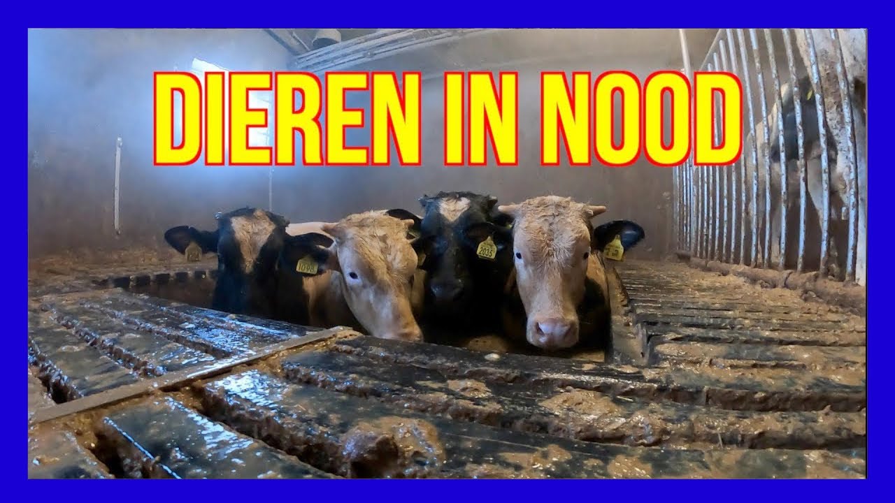Dieren in nood. - VOLUNTEERS DUTCH FIREFIGHTERS -  BRANDWEER LUNTEREN -