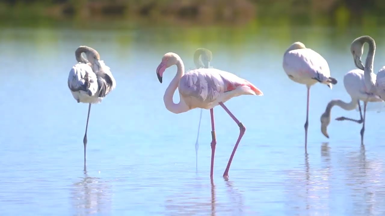 Flamencos