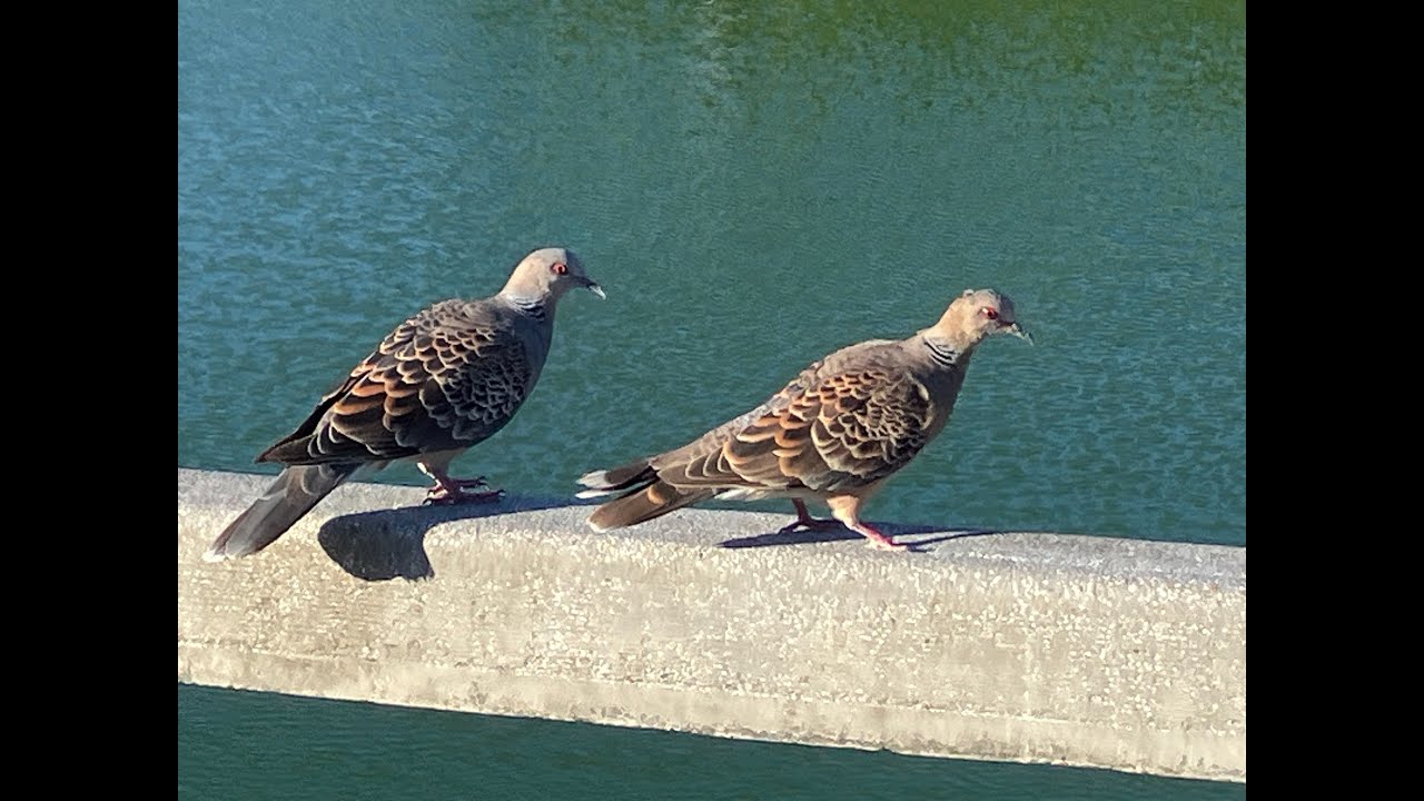 斑鳩