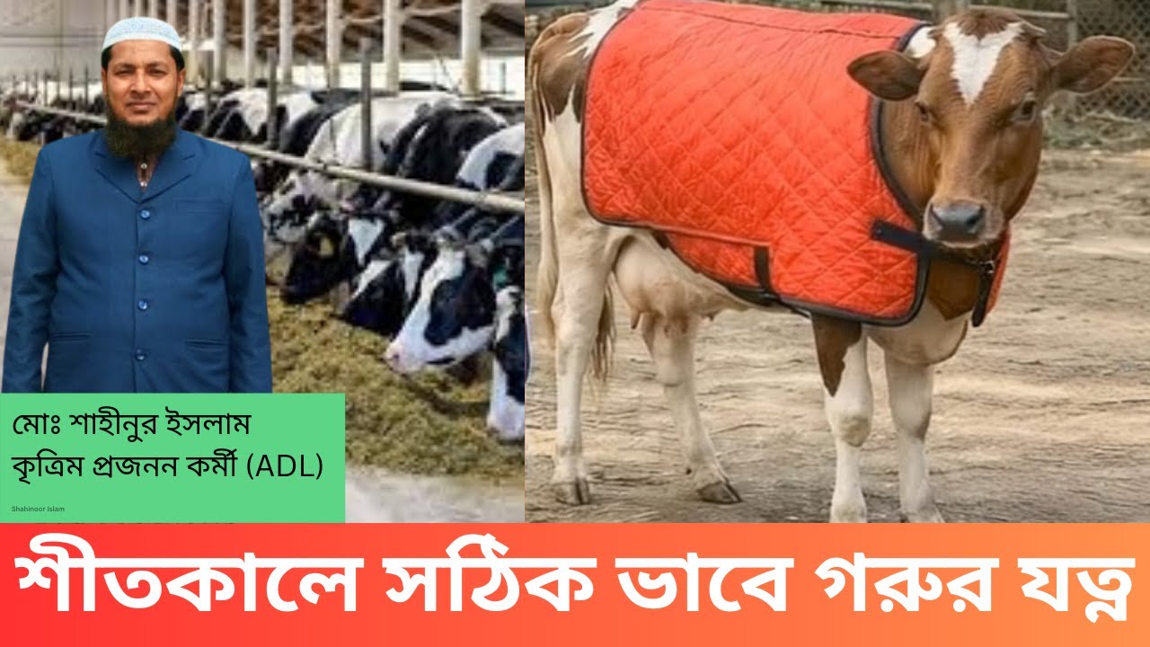 শীতকালীন গরুর খামারের ৬টি টিপস I শীতকালে গরুর যত্ন I শীতকালে গরু পালন I গরুর খামার I SHAHIN ADL