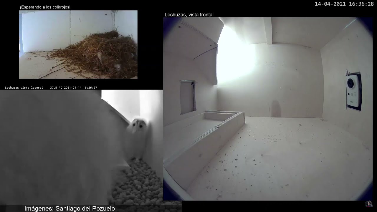 Barn owls are here! / ¡Llegan las lechuzas!  - Collado Villalba, Madrid, Spain