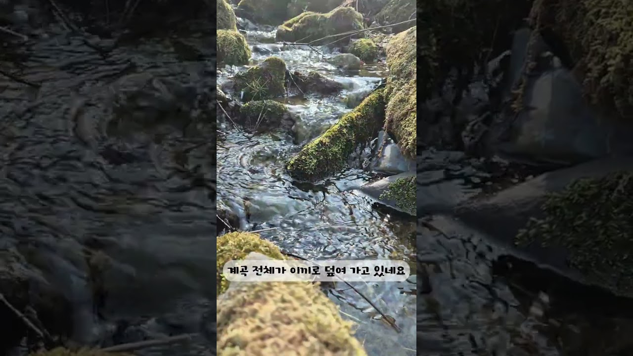 이끼계곡에도 봄이 곧 도착 한대요~^^!