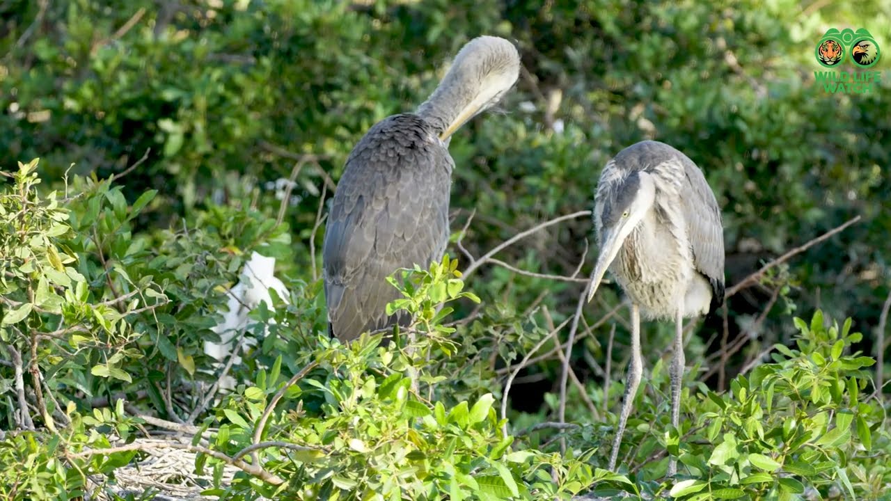 Two young grey herons perched on a nest amidst lush green foliage natural habitat close up