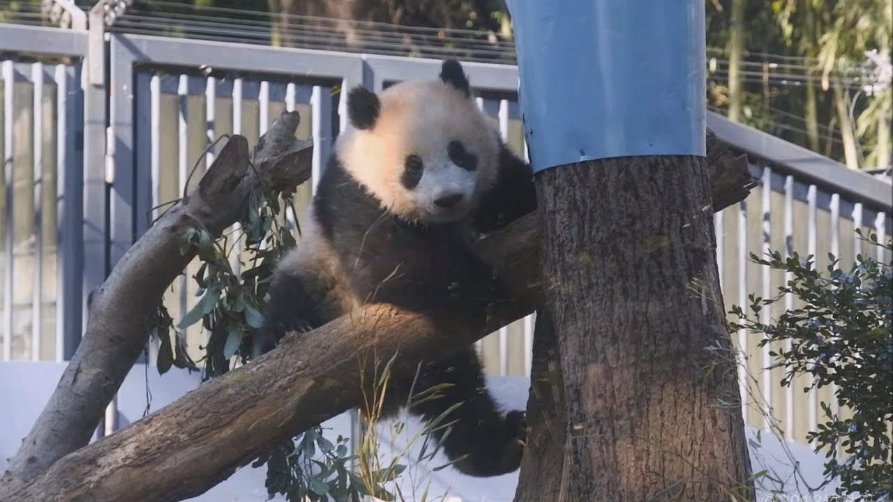 【ただいま~♪】🐼シャンシャン木登り遊び♪そして帰宅ッ【赤ちゃんパンダ】Giant Panda -XiangXiang&ShinShin-☆Going home💕