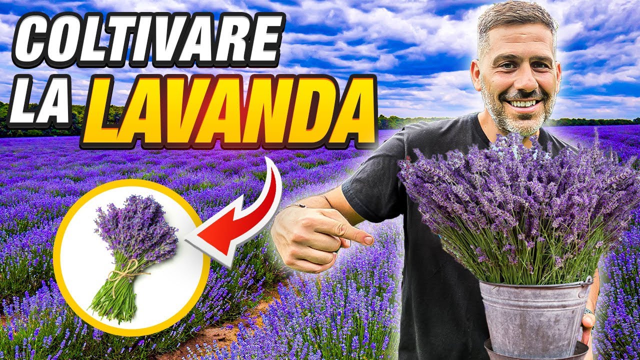 LAVANDA: Questa pianta ti sorprendera, scopri  come Coltivarla in vaso o nell'orto !!! 🌸🌿✨