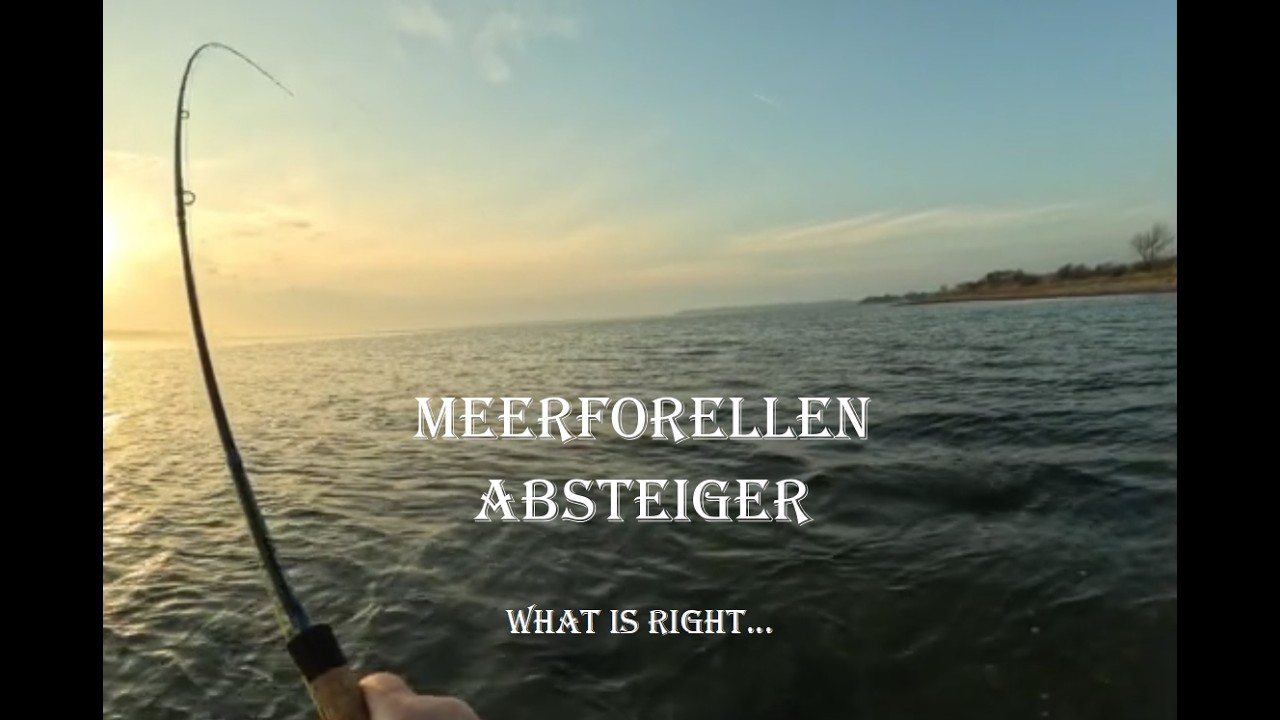 Meerforellen-Absteiger - what is right...!!