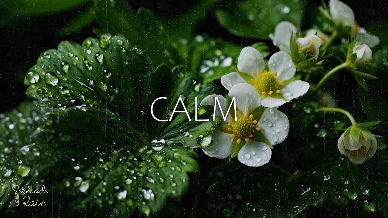 Night Piano Relaxation 🌌🎹 Forest Ambience for Stress Relief, Calm Focus and Better Sleep