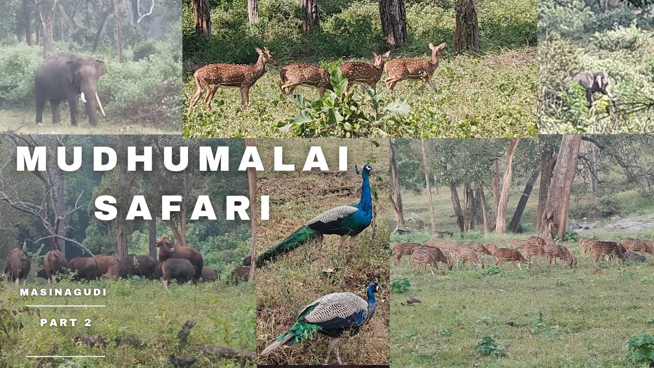 Mudhumalai safari and price| masinagudi vlog #divyanishanth #elephant