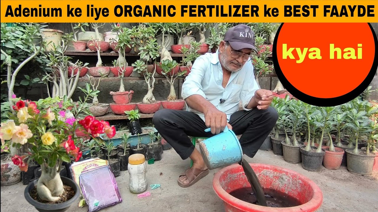 Adenium ke liye ORGANIC FERTILIZER ke BEST FAAYDE kya hain?