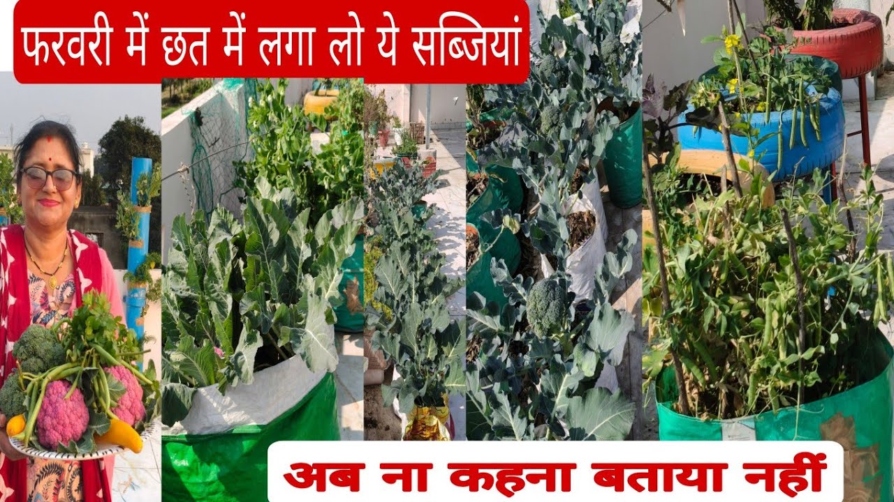 फरवरी में अपने छत में लगायें यह 25 से 30 सब्जियां, मार्केट की जहरीली सब्जियों से बचें पैसा बचायें,