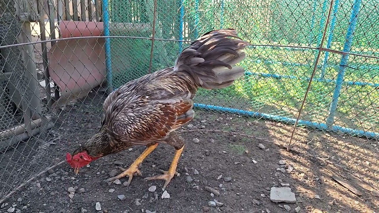 ไก่หนุ่มพม่าง่อน พม่าแข้งหน้า #ไก่ชนพม่า #ayam #rooster 