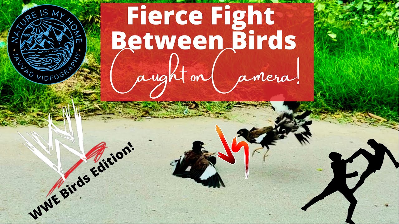Birds Fighting Fiercely | Caught on Cam | Natural View | Funny &  Aggressive
