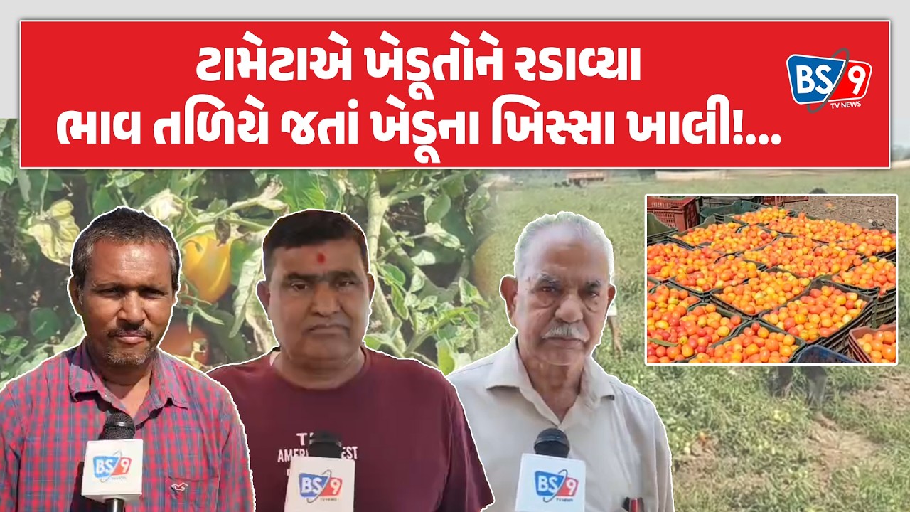 Anand | સોજીત્રા પંથકમાં ટામેટાના ભાવ તળિયે જતાં ખેડૂતોની હાલત કફોડી | BS9 TV NEWS