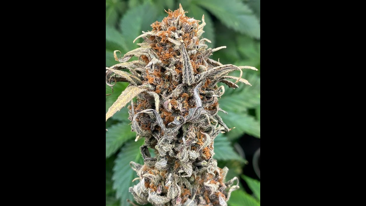 Blue Skies Vienna Smoke review on HIS OWN STRAINS Pineapple fuel, Skunk Haze, Cherry Cola haze