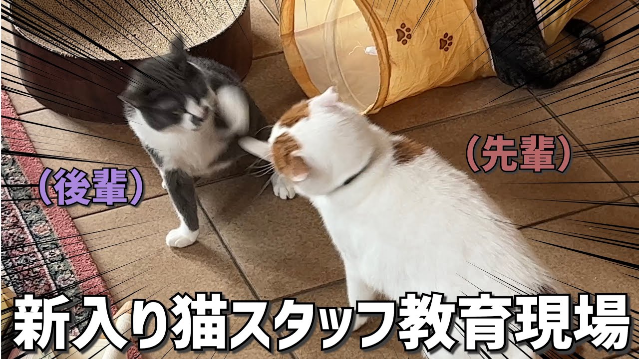 【密着】猫社会の教育現場のいま...