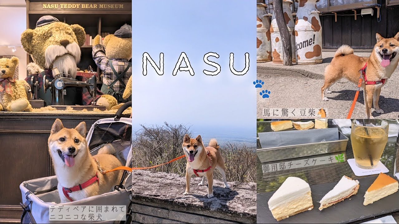 豆柴と旅行│ドッグフレンドリーな那須でGW│愛犬に癒やされる休日🐾