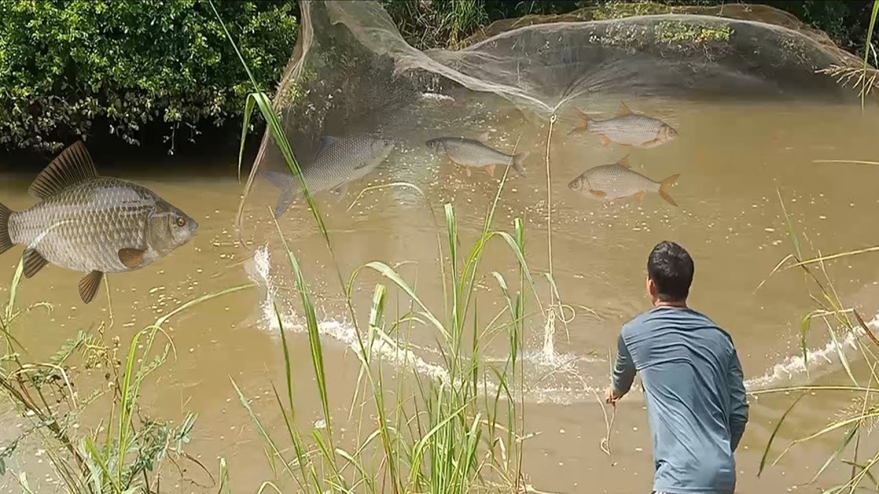 How To Find Fishes and Catching Using Cast Net #fishing #teamfishing #video #fish #shorts