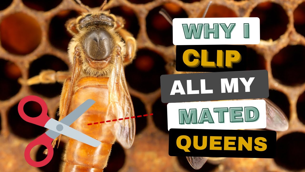 Clipping Queens Saves Time And Money - Here Is Why It Works
