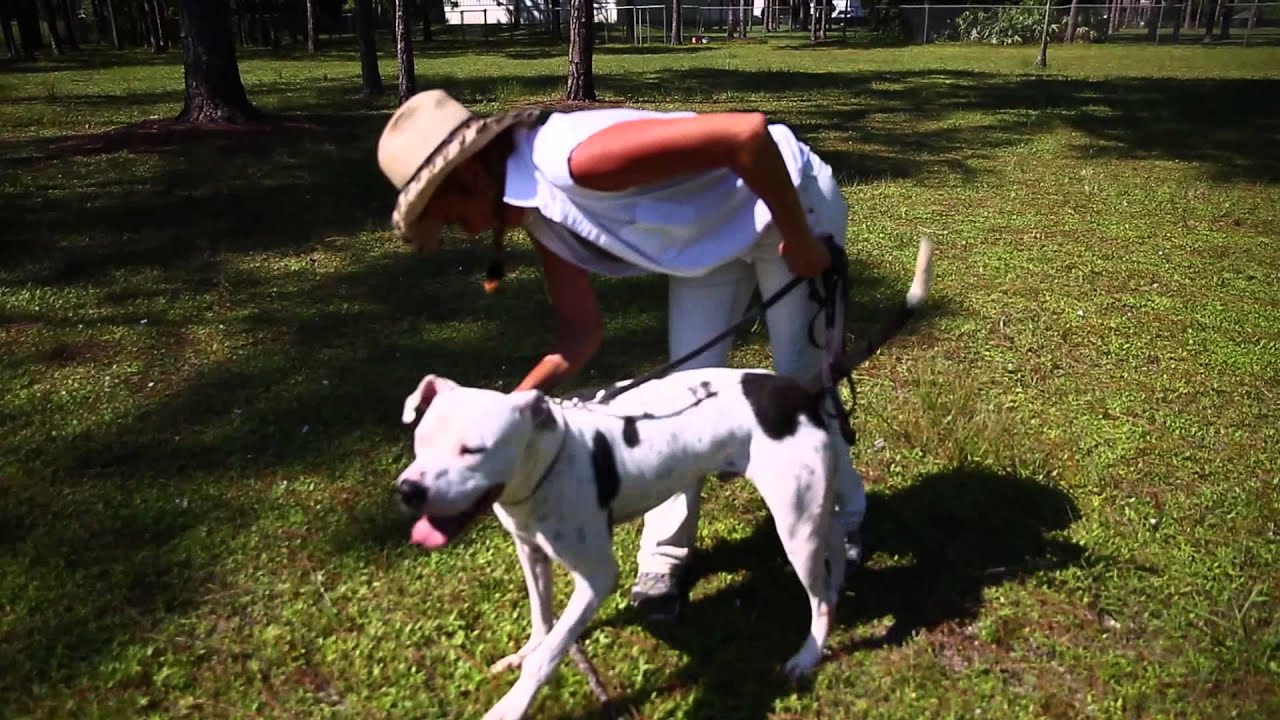 Dogs Rescued from S.C. Floods