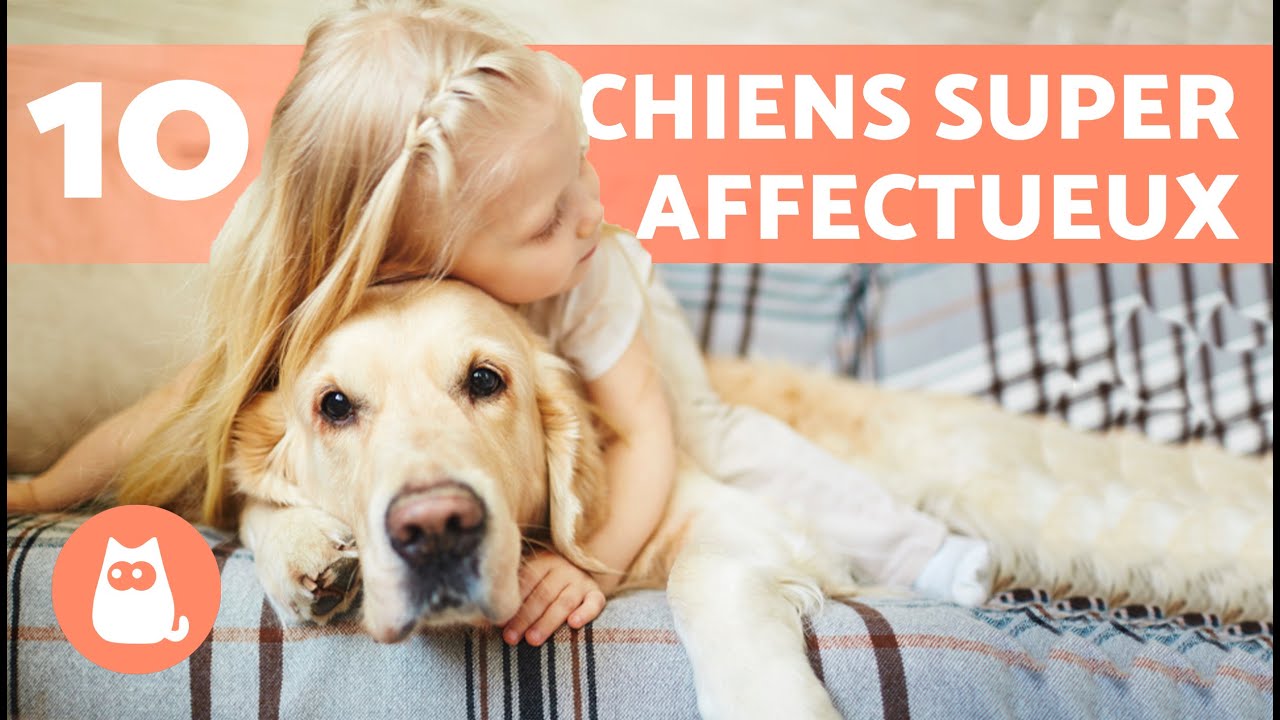 TOP 10 des CHIENS LES PLUS AFFECTUEUX au MONDE 🐶❤️