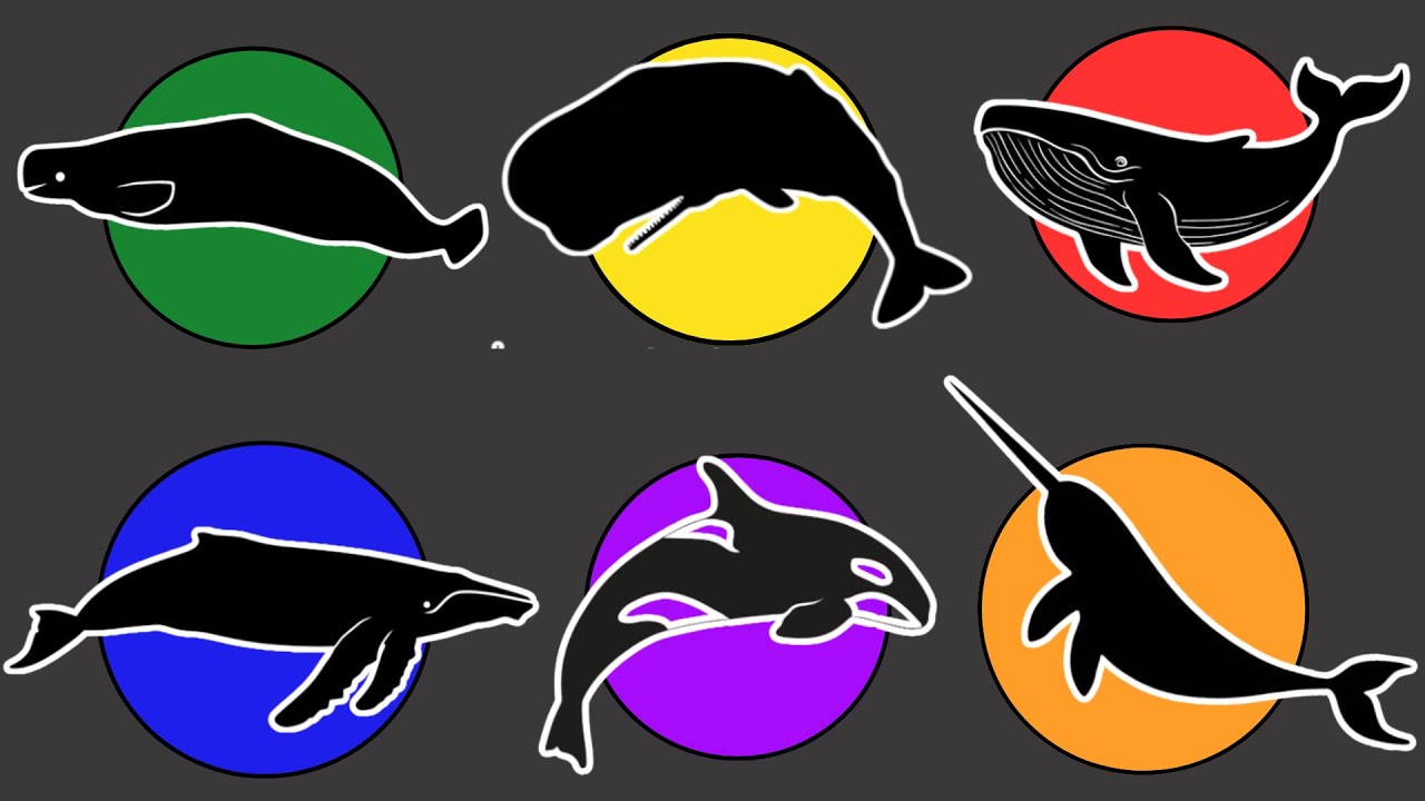 Ikan Paus: Paus Orca, Paus Sperma, Paus Bungkuk, Paus Biru, Paus Narwhal dan Paus Beluga.