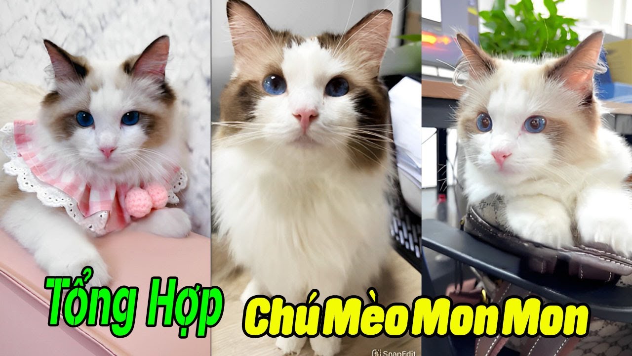 Tổng Hợp Chú Mèo Mon Mon Đáng Iu p1 #thúcưng #vậtnuôi #chómèohàihước #funny #pets #cat #cute #meo