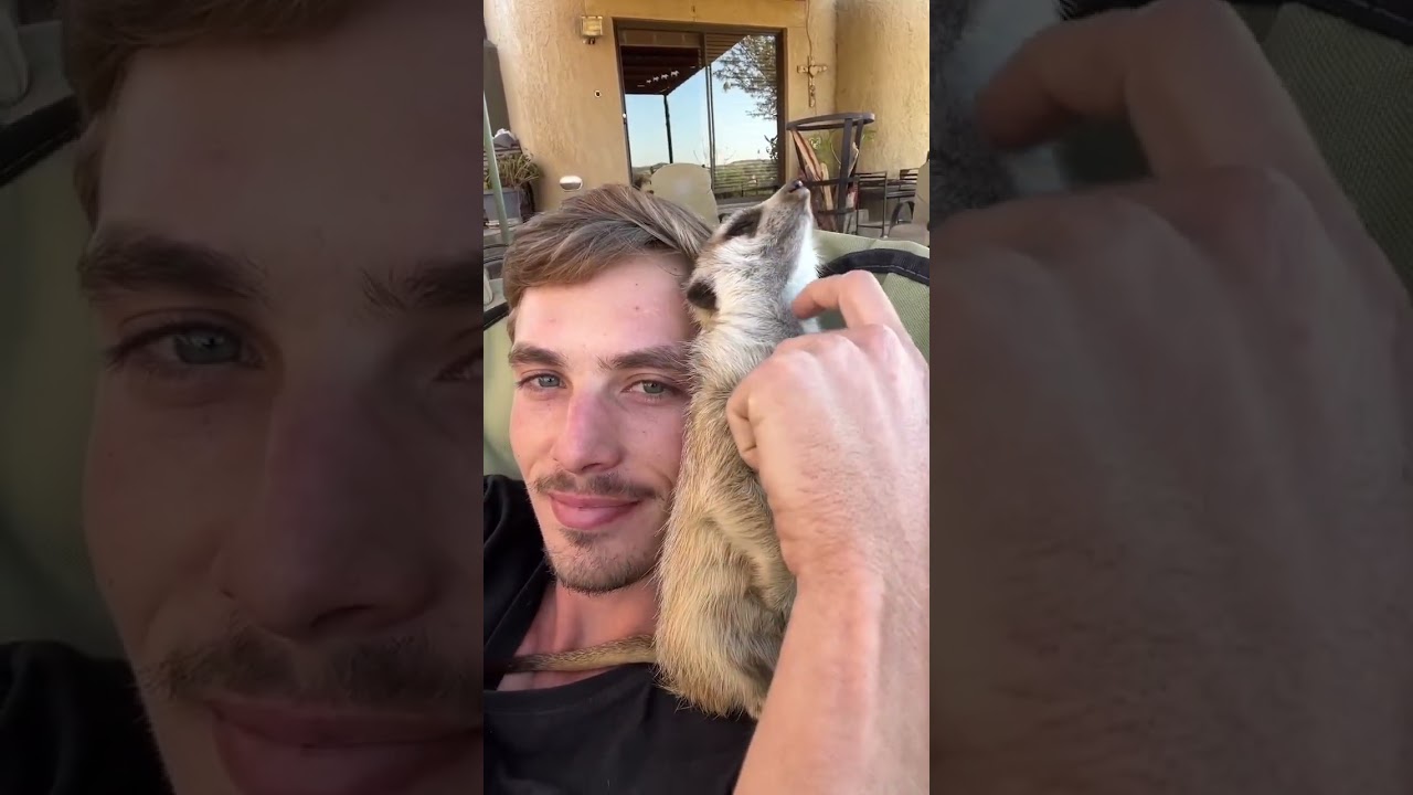 My meerkat companion 🥰 #cute #animals #animallover #wildlife