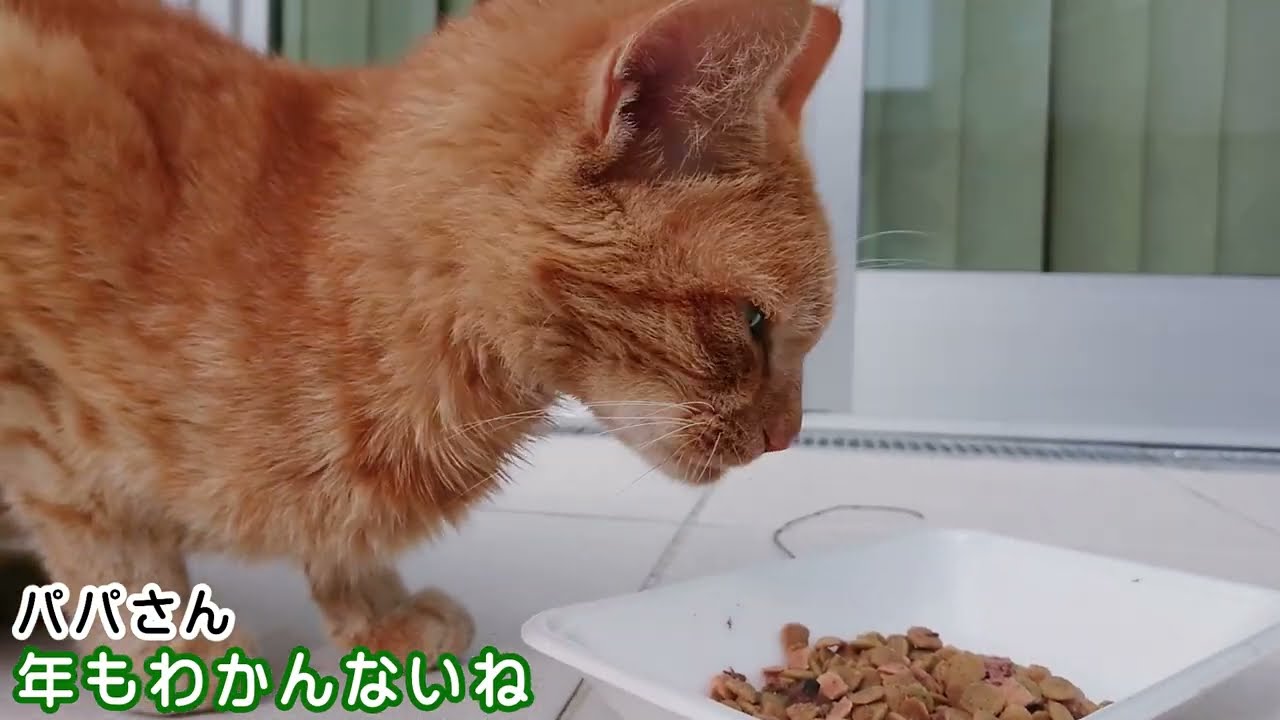 ガリガリの迷い猫…野良ちゃんに驚きの診断結果‼まさかの証拠発見!!