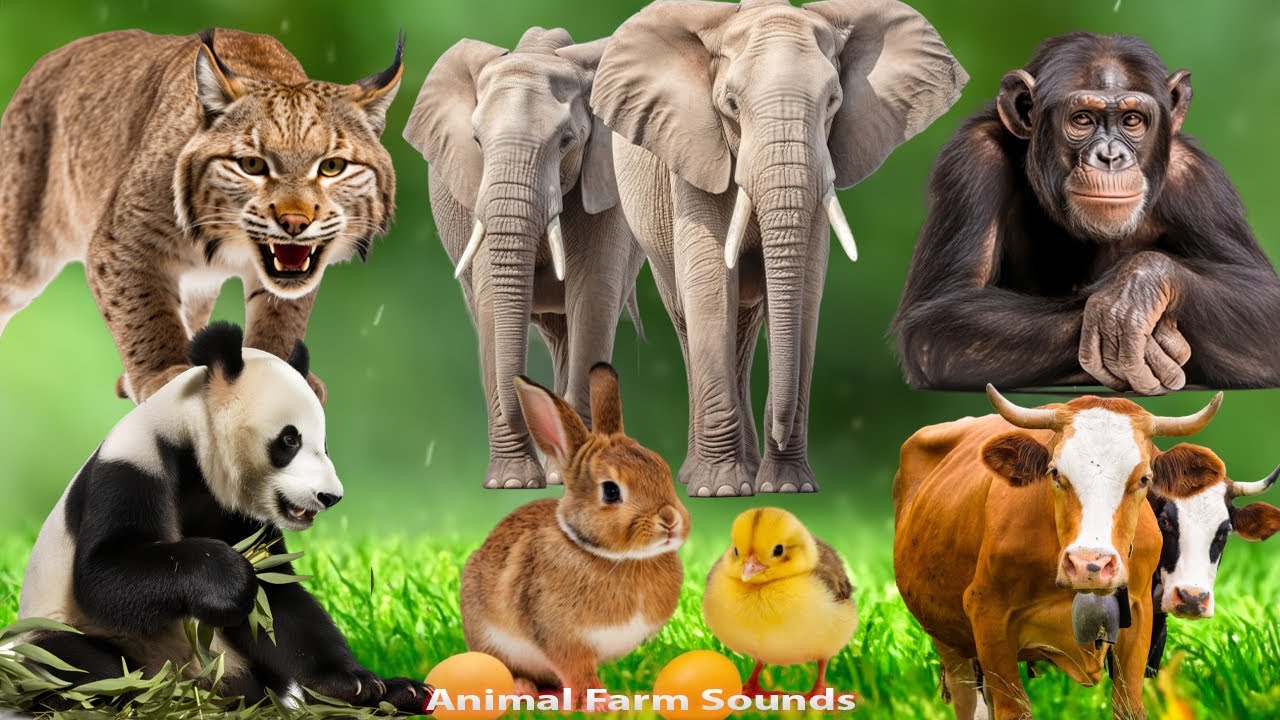 Farm Animal Sounds: Elephant, Lynx, Chimpamzee, Panda, Rabbit, Cow - Animal sounds