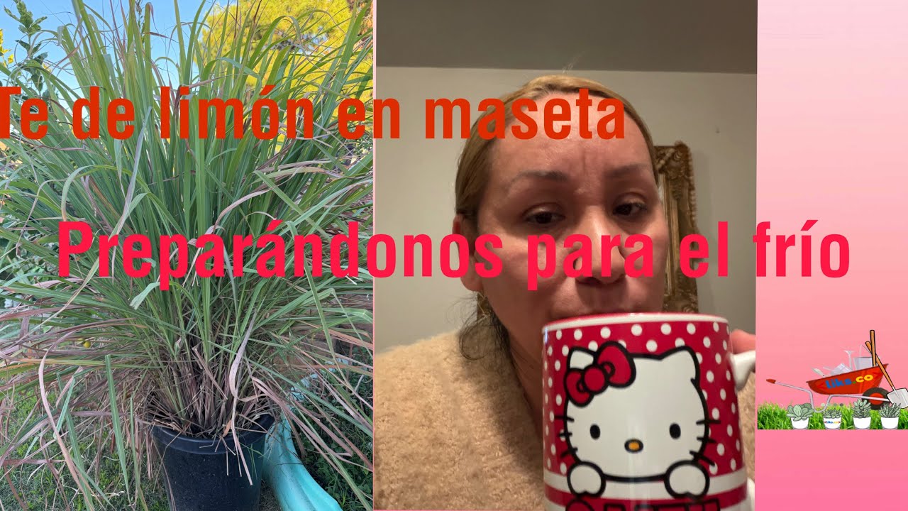 Té Limón cultivado en maceta 