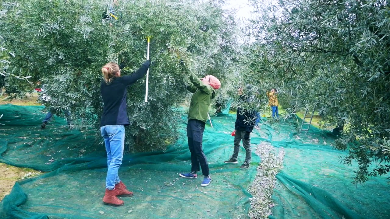 Le brief de la récolte des olives