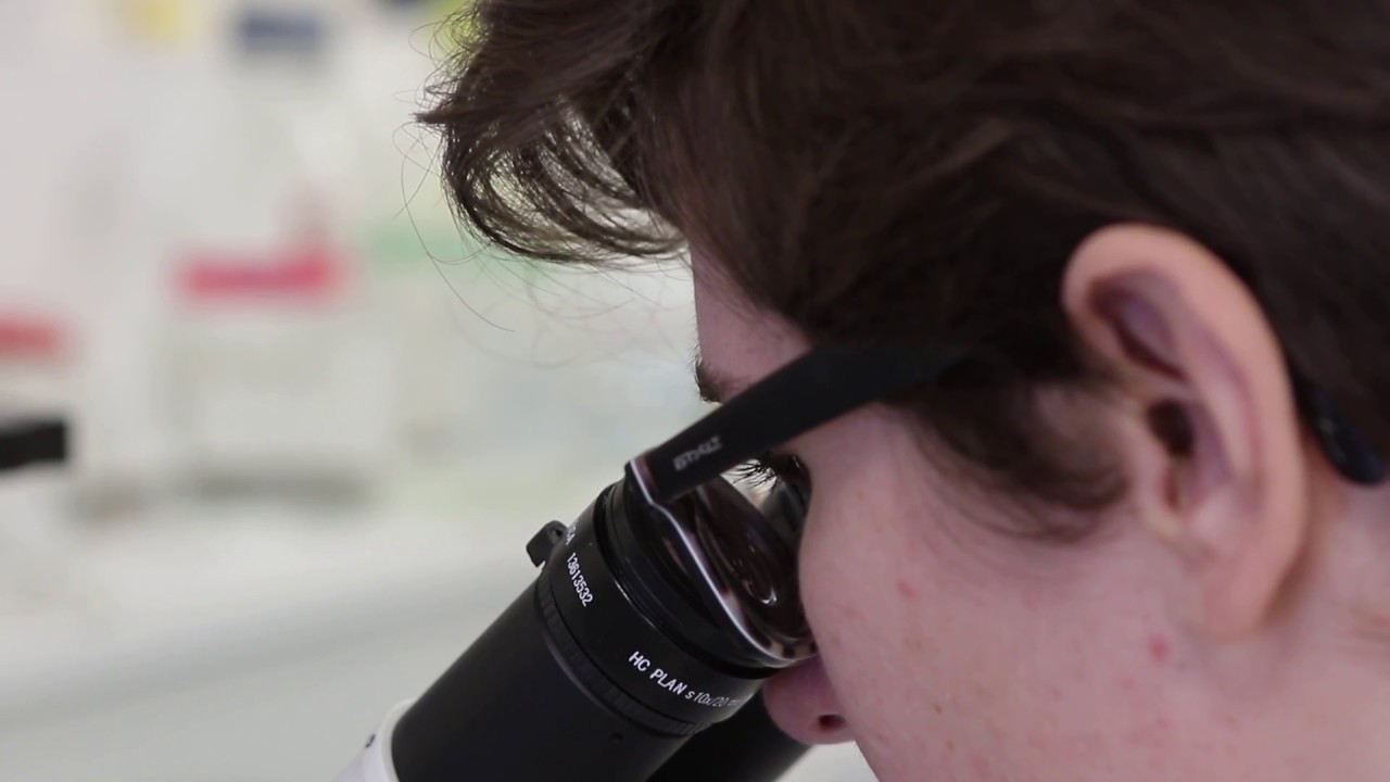La différenciation des cellules souches pluripotentes humaines en organoïdes intestinaux