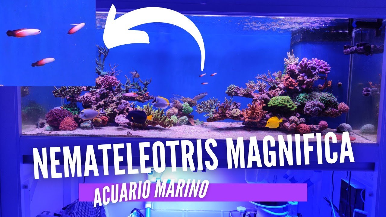 📌📌Nemateleotris Magnífica - de mis peces  favoritos 😍