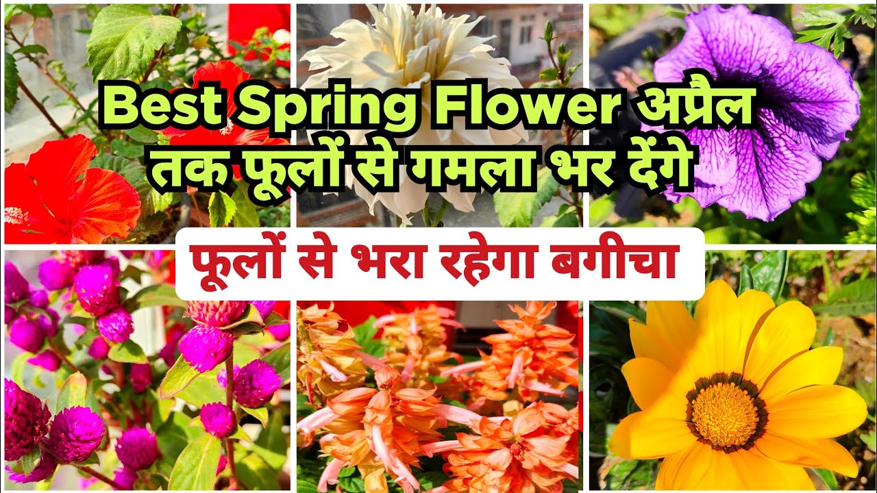 Best and Beautiful Spring Flower Plant Name अप्रैल तक फूलों से भरा रहेगा बगीचा  / Spring Flowers 