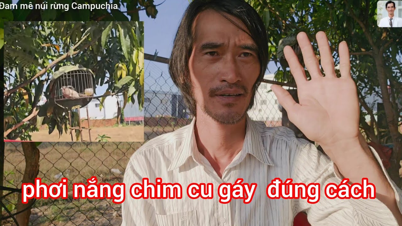 Đam mê núi rừng Campuchia. Chia sẻ cách phơi nắng chim cu gáy chuẩn nhất 2026