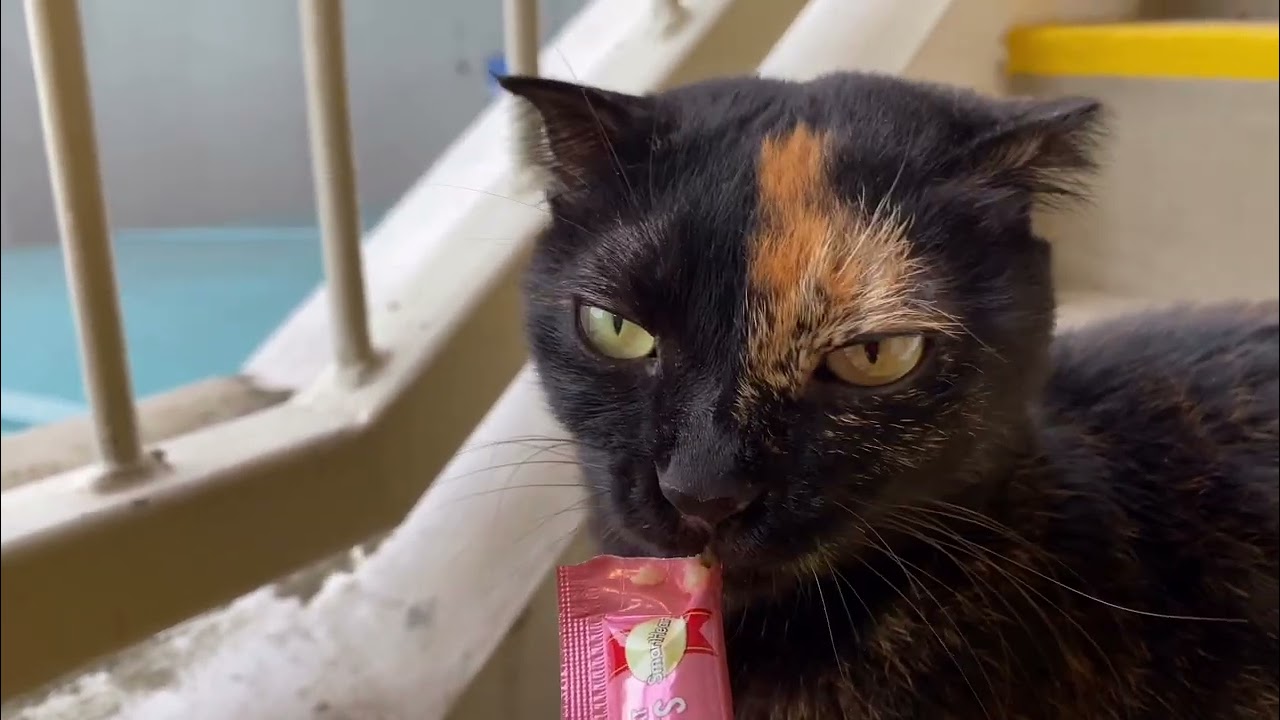 MOST GENTLE CATS! Hand feeding stray cats in Singapore Woodlands