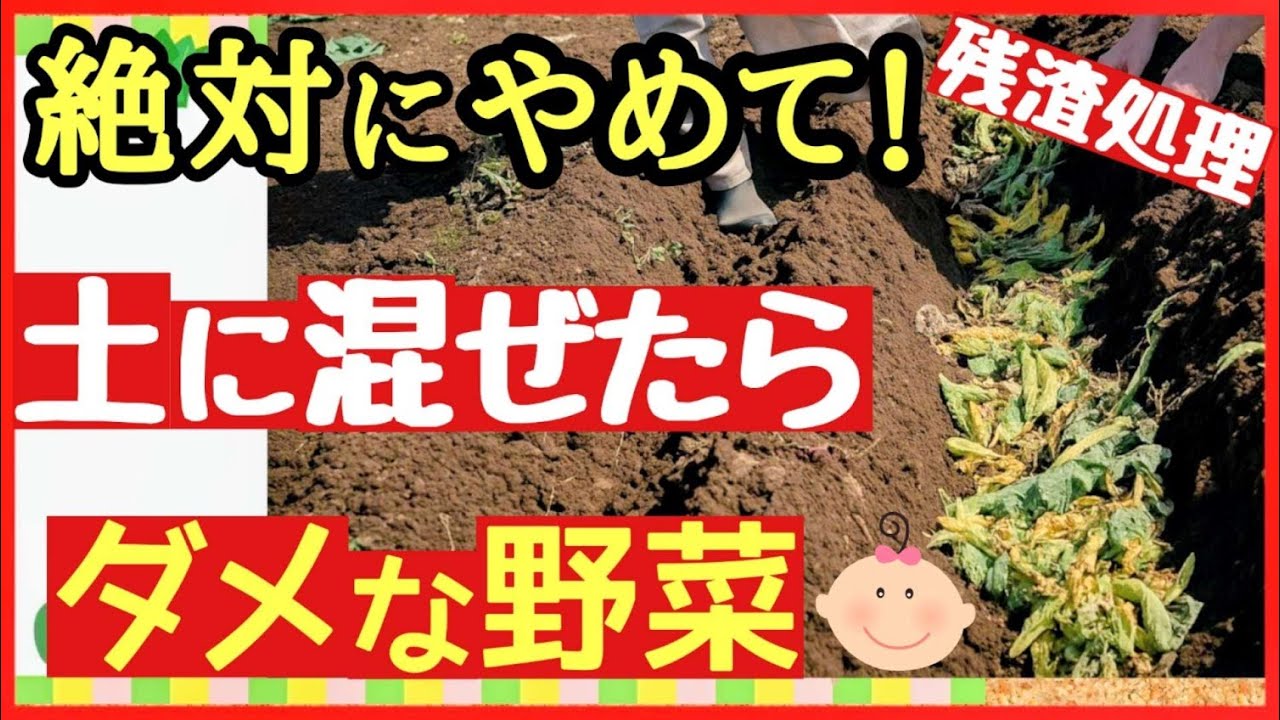 絶対やめて！この野菜を残渣処理すると畑がダメになる【初心者・家庭菜園】