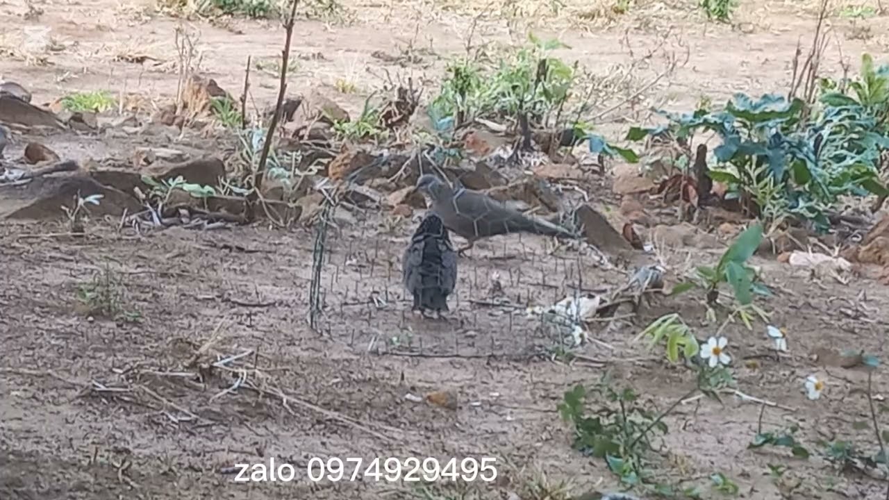 Clip 39//bổi Thổ tơ.lì chim.trời nắng quá mồi há miệng luôn.ae xem clip vui vẻ.