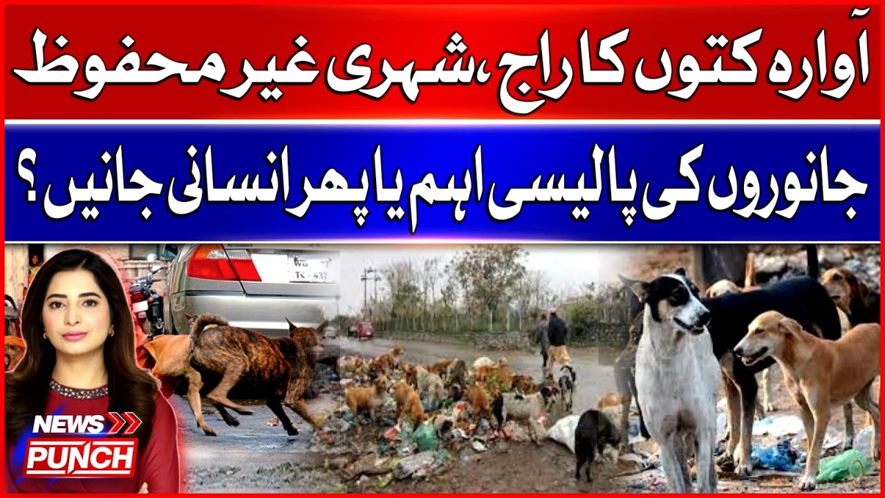 Stray Dog Crisis: Public Safety vs Animal Policy &mdash; Whose Priority Is It?