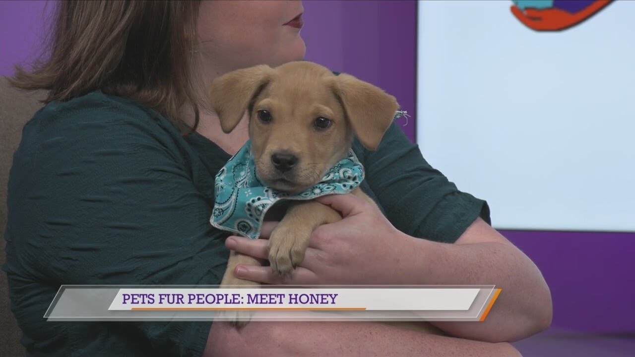 Pets Fur People: Meet Honey