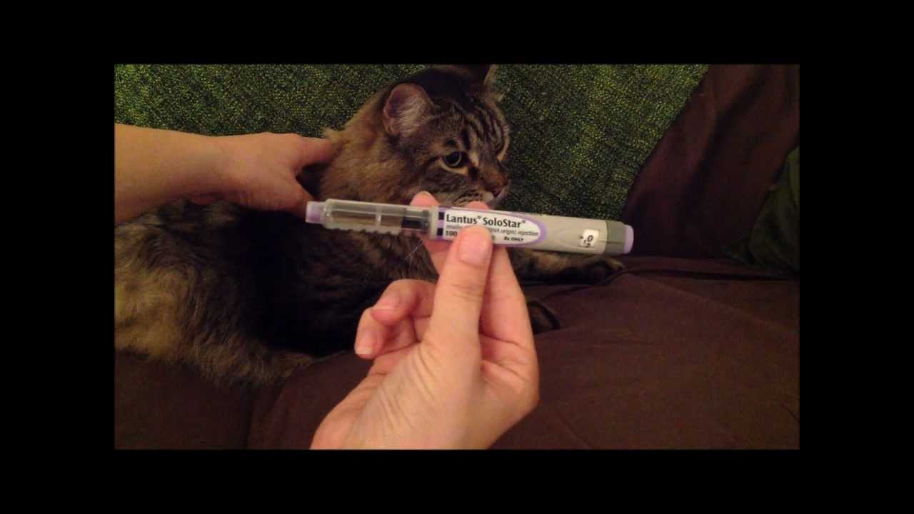 Lantis Pen For Diabetic Pets