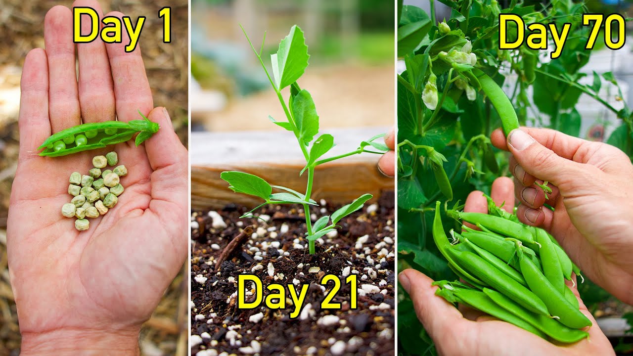 How to Grow Peas, Complete Growing Guide