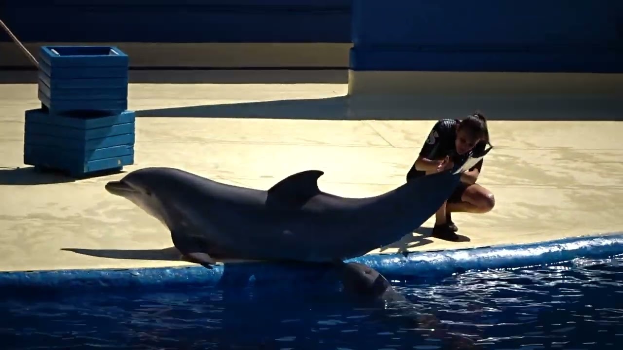 80  Мадрид ZOO шоу дельфинов