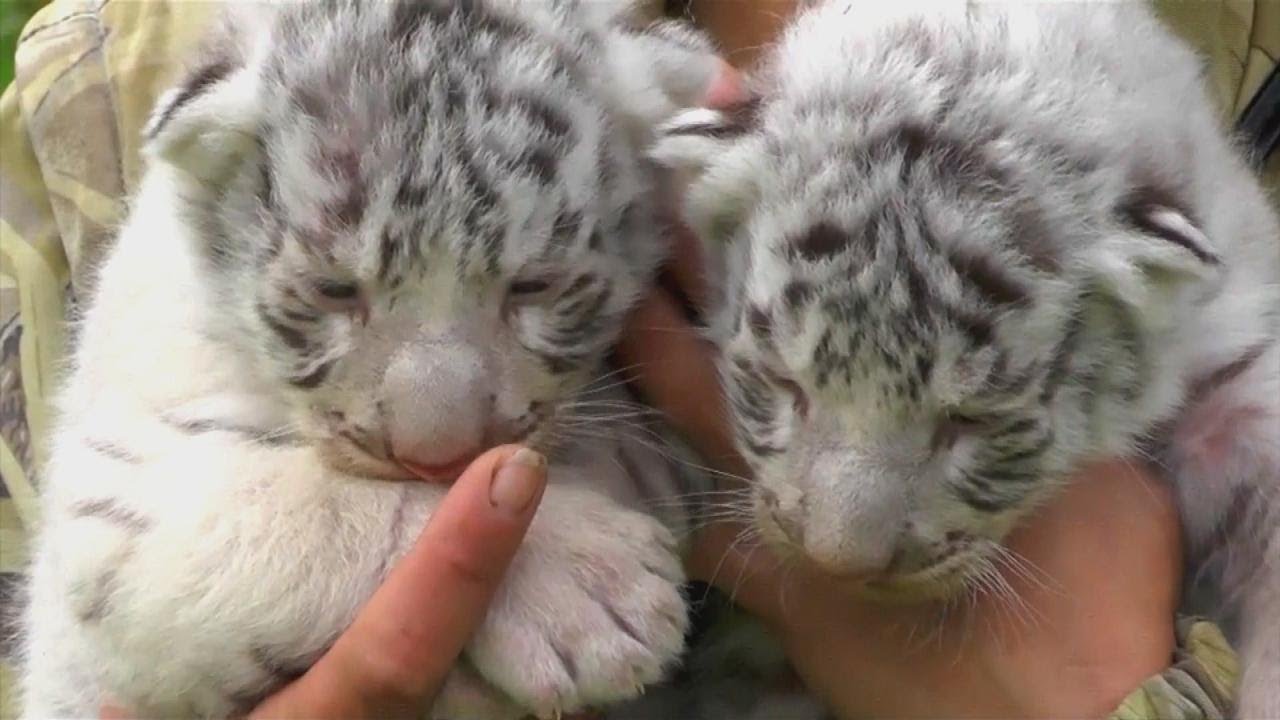 3 Rare Baby White Bengal Tigers Squeak Instead of Roar