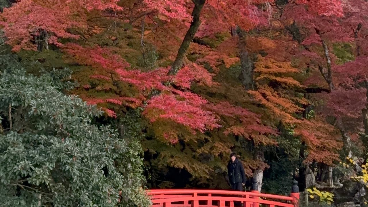 Fall Trip 🇯🇵 2025