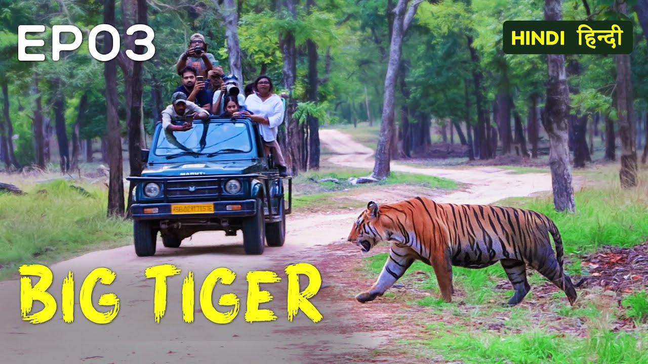 EP 03 - Tigers of Pench | Searching for Black Leopard - 4K Video